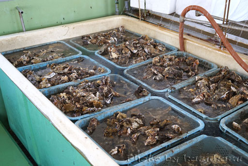 宮城県松島の磯崎漁業組合の牡蠣の加工場